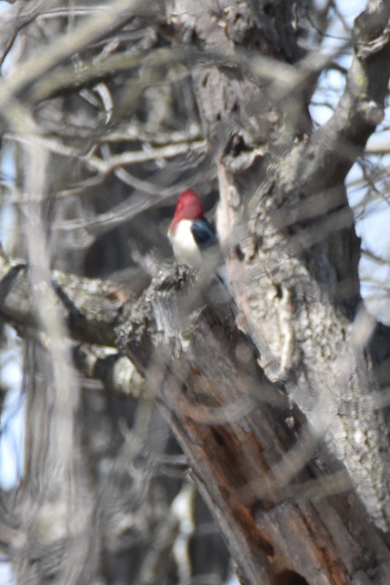 Red-headed Woodpecker - ML94692851