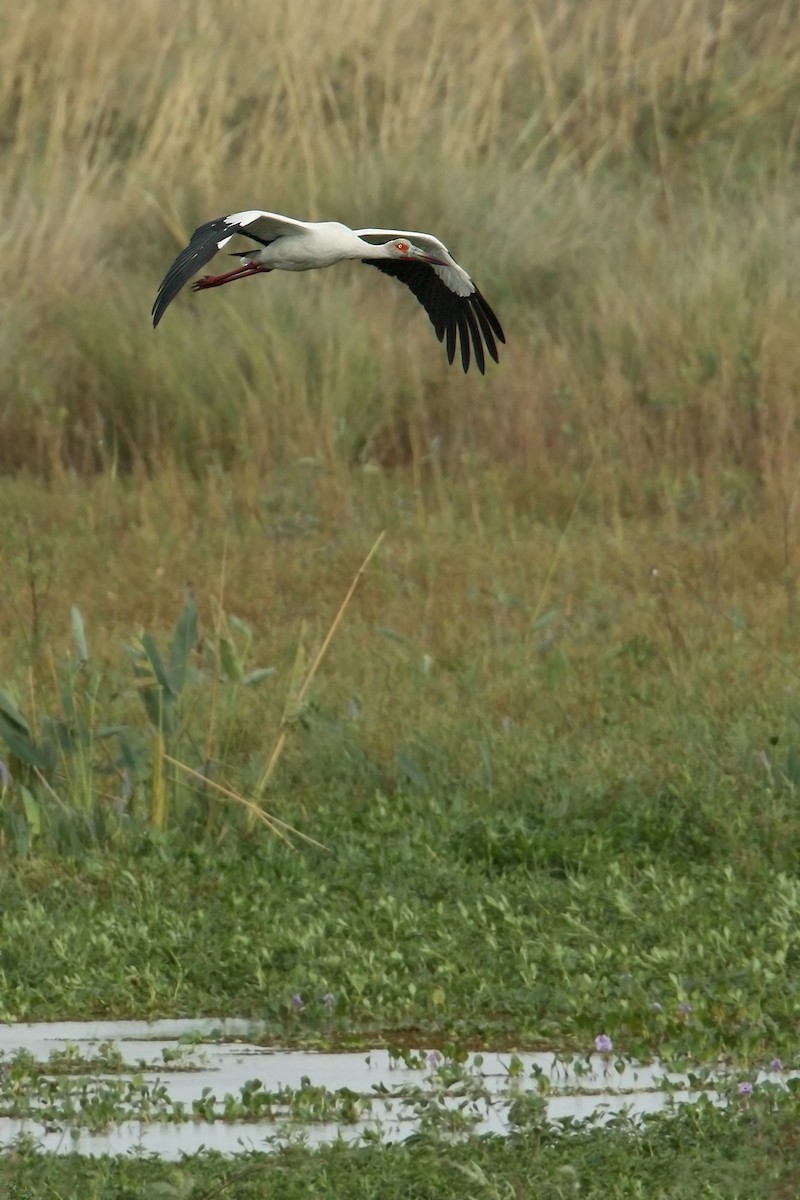 Maguari Stork - Martjan Lammertink