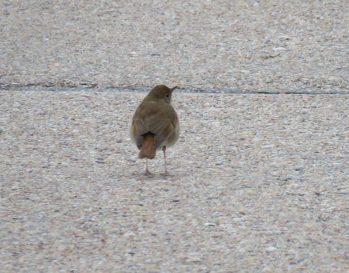 Hermit Thrush - Esa Jarvi