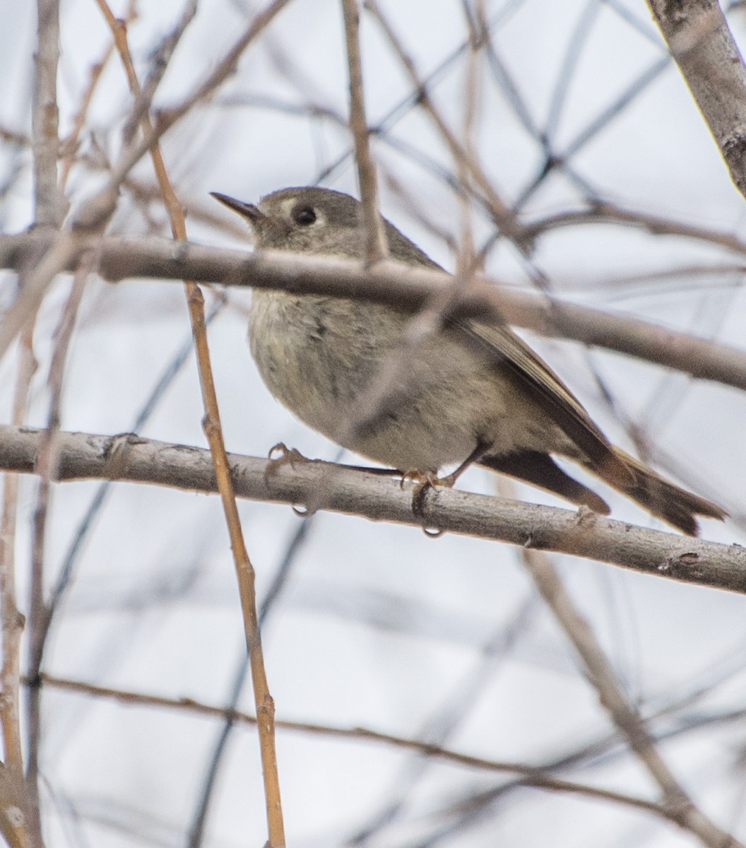 Ruby-crowned Kinglet - Libby Burtner