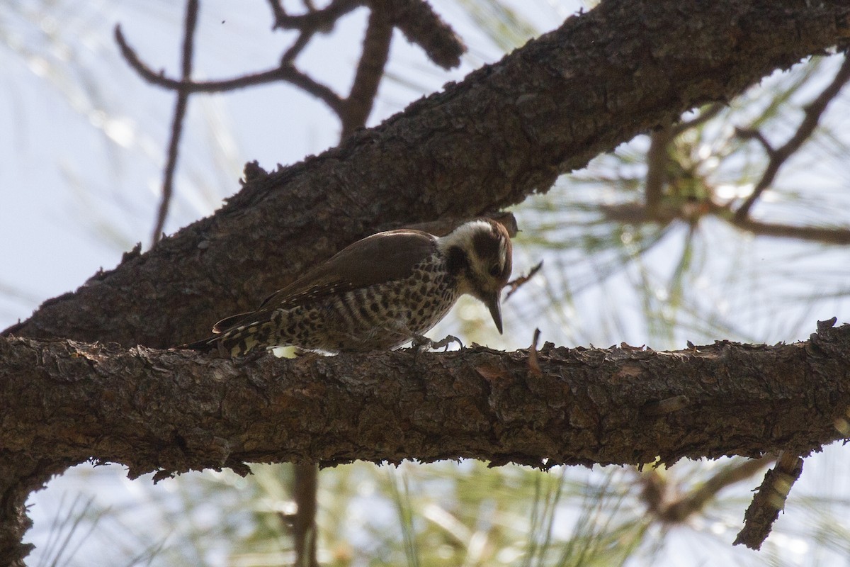 Arizona Woodpecker - ML94694971