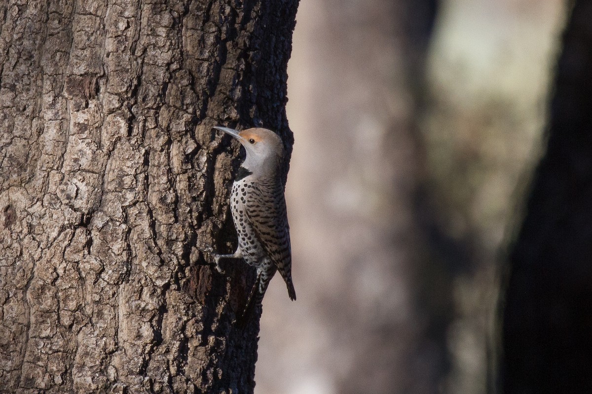 Northern Flicker (Red-shafted) - ML94695001