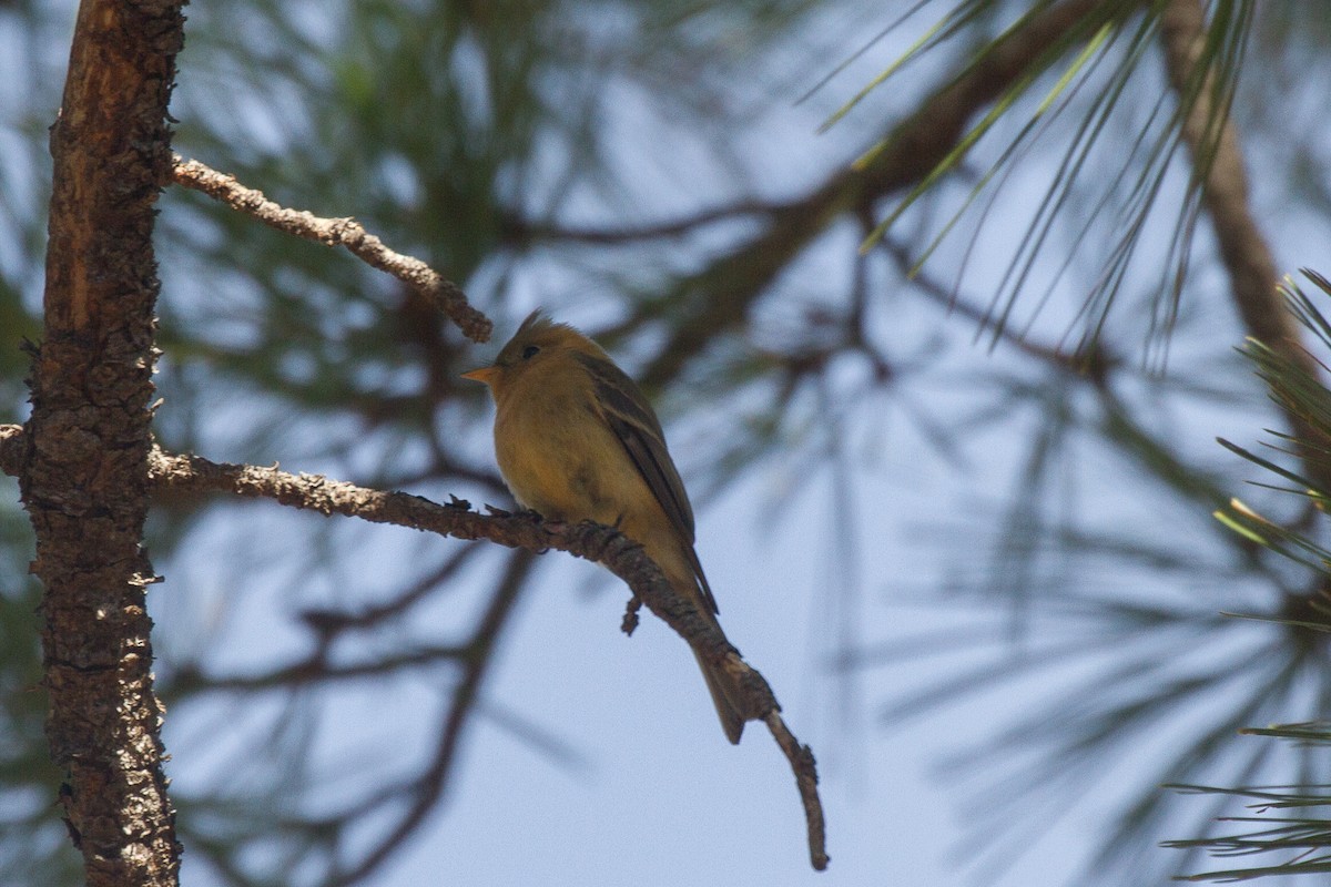 Tufted Flycatcher - ML94695181