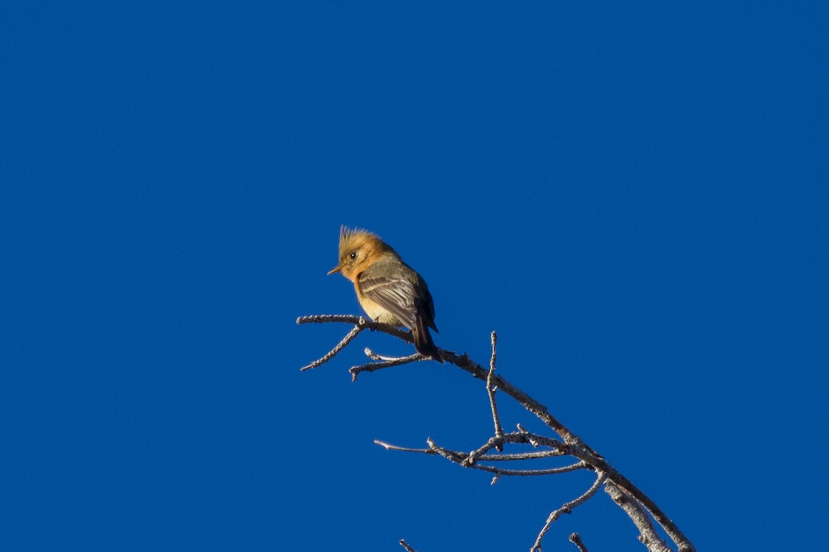 Tufted Flycatcher - ML94695271