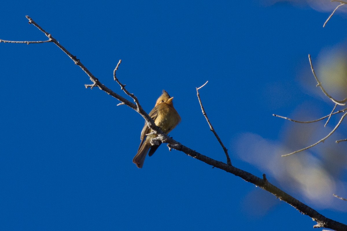 Gelbbauch-Schnäppertyrann - ML94695331