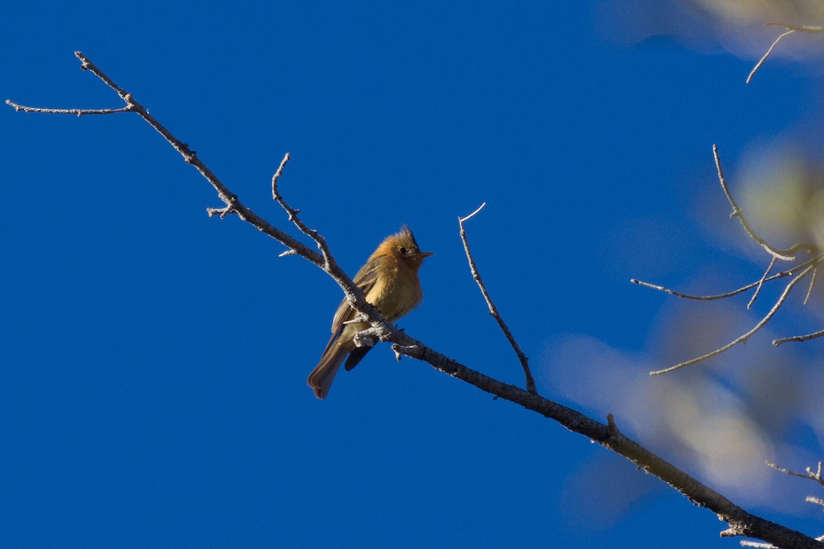 Tufted Flycatcher - ML94695351