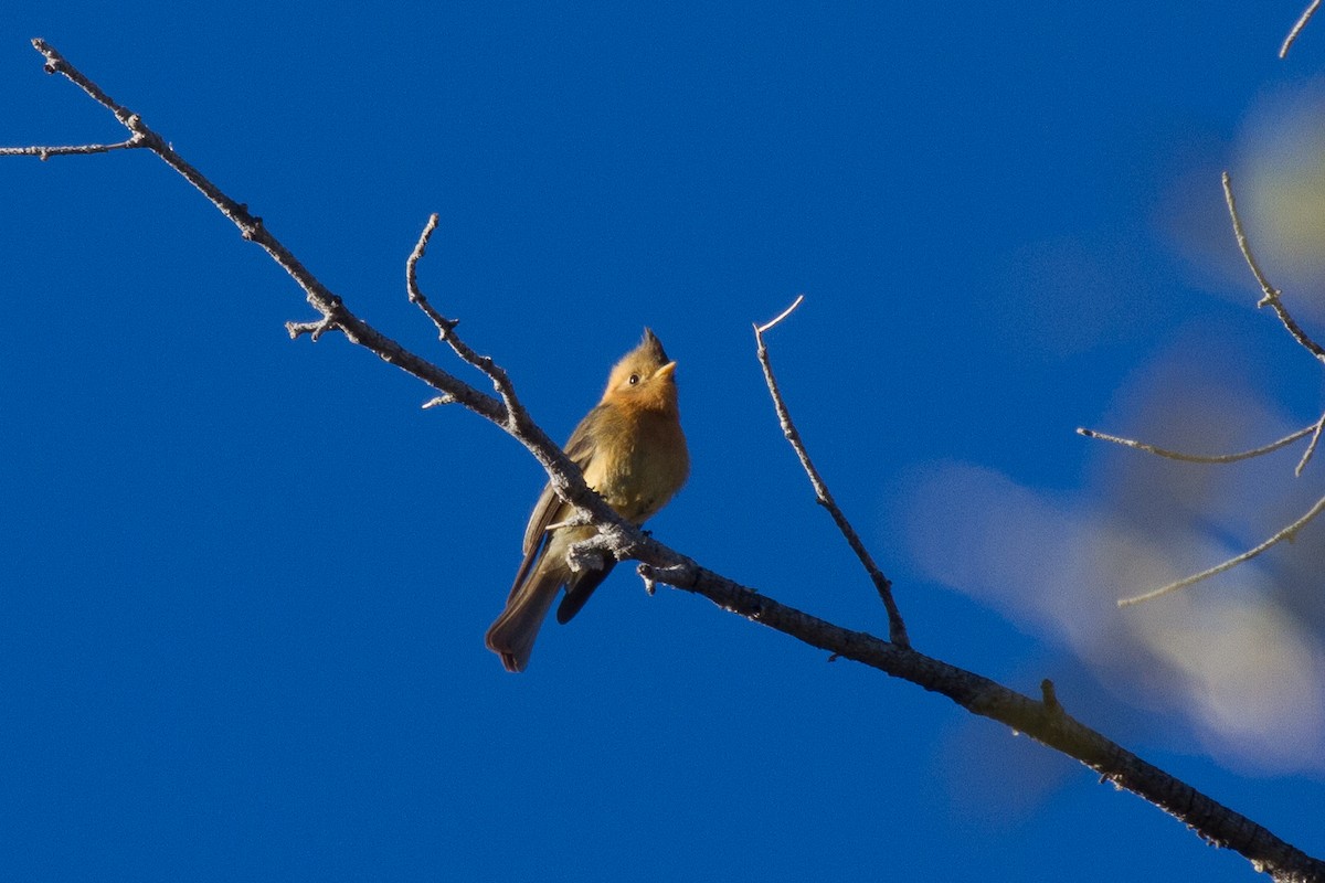 Tufted Flycatcher - ML94695421