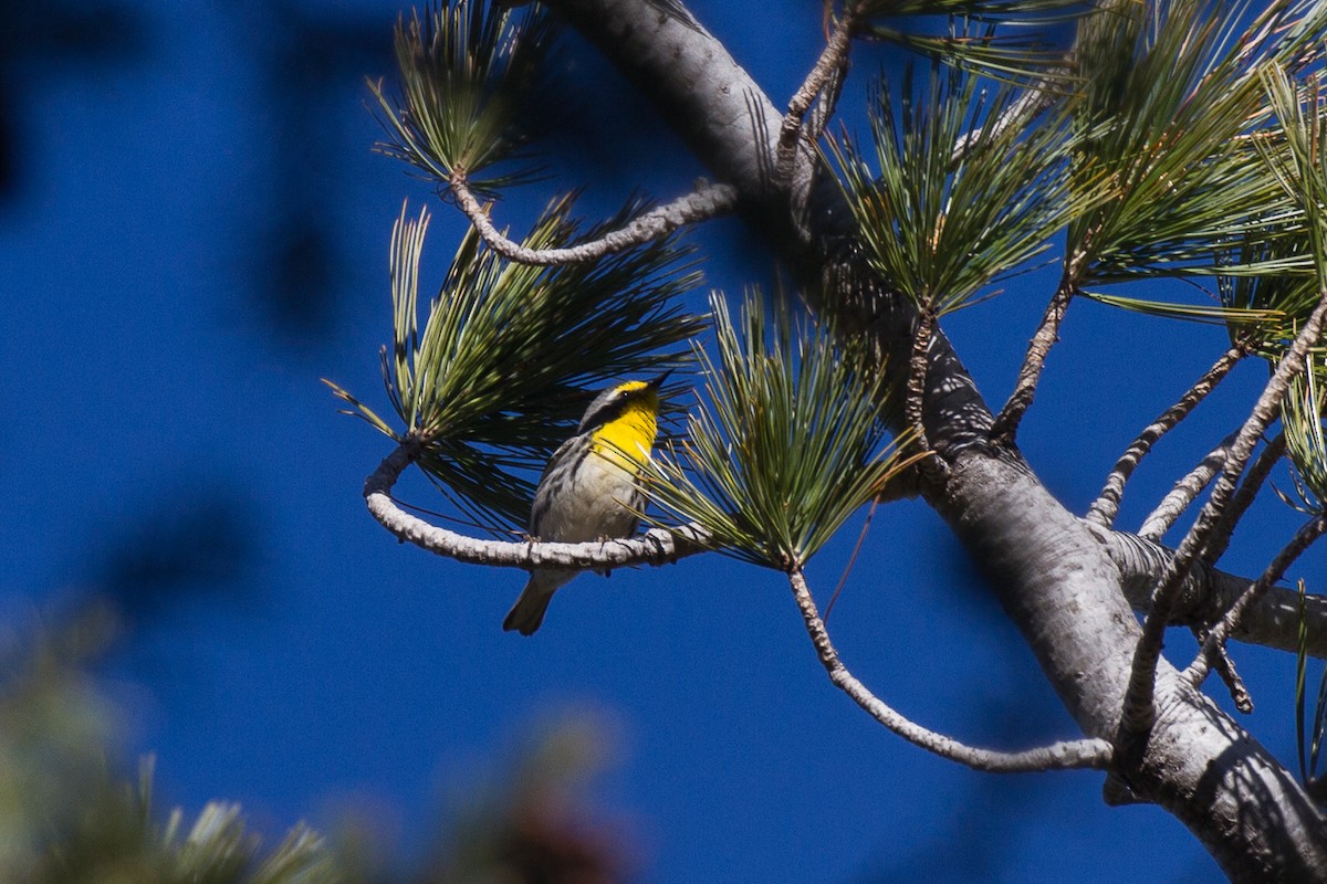 Grace's Warbler - ML94696131