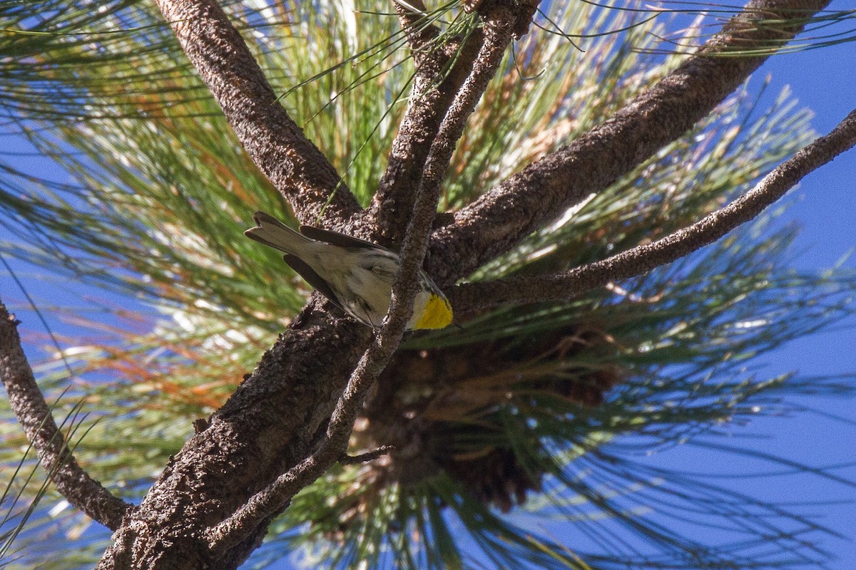 Grace's Warbler - ML94696151