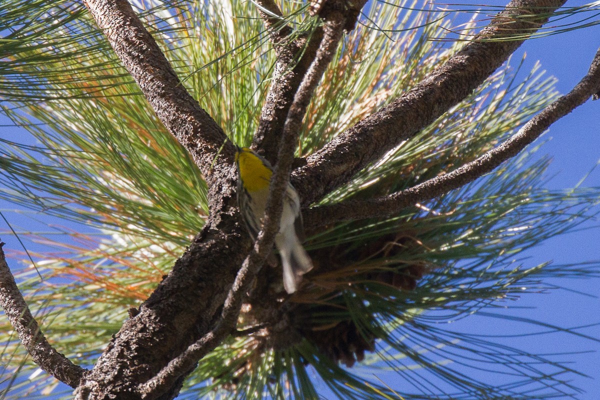 Grace's Warbler - ML94696191