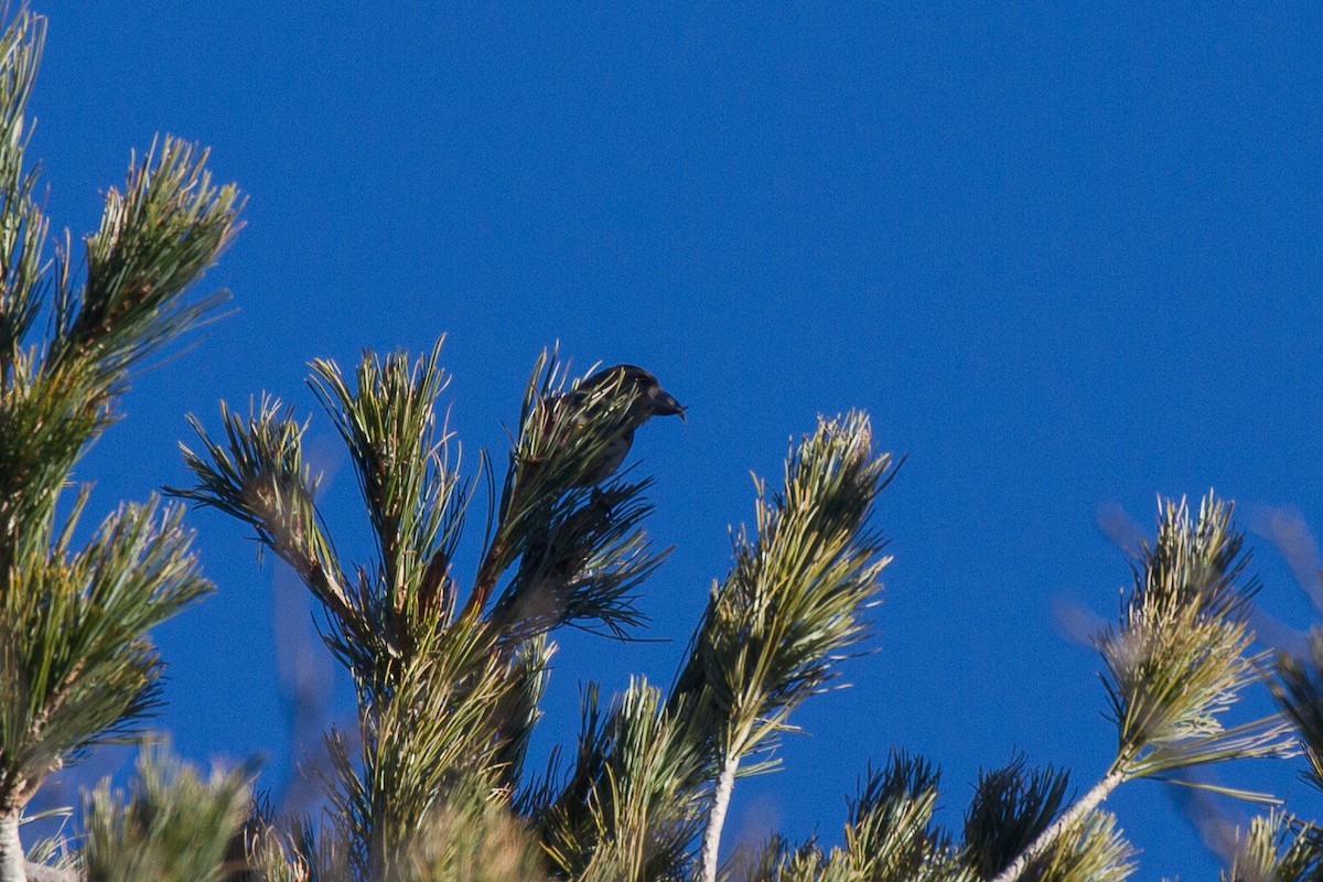 Red Crossbill (Sierra Madre or type 6) - ML94696861