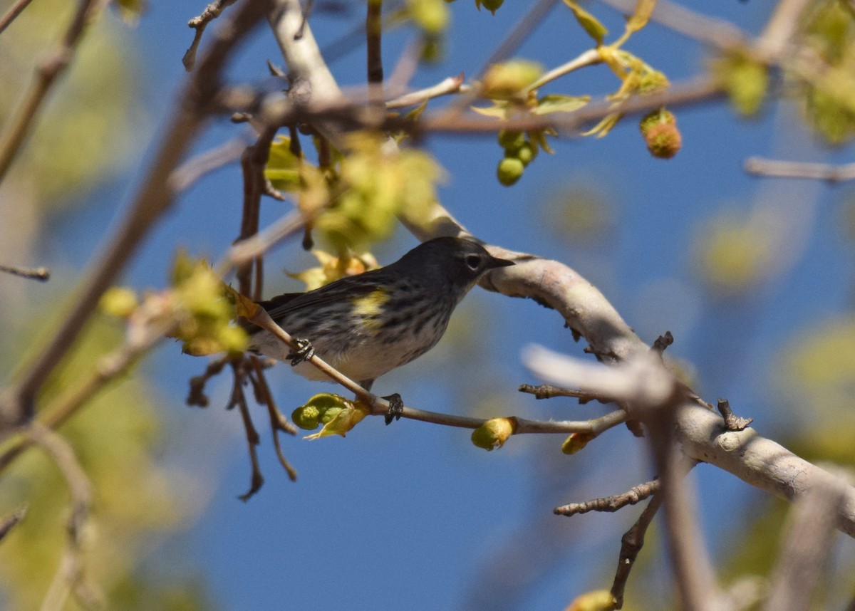 Yellow-rumped Warbler (Myrtle x Audubon's) - ML94697471