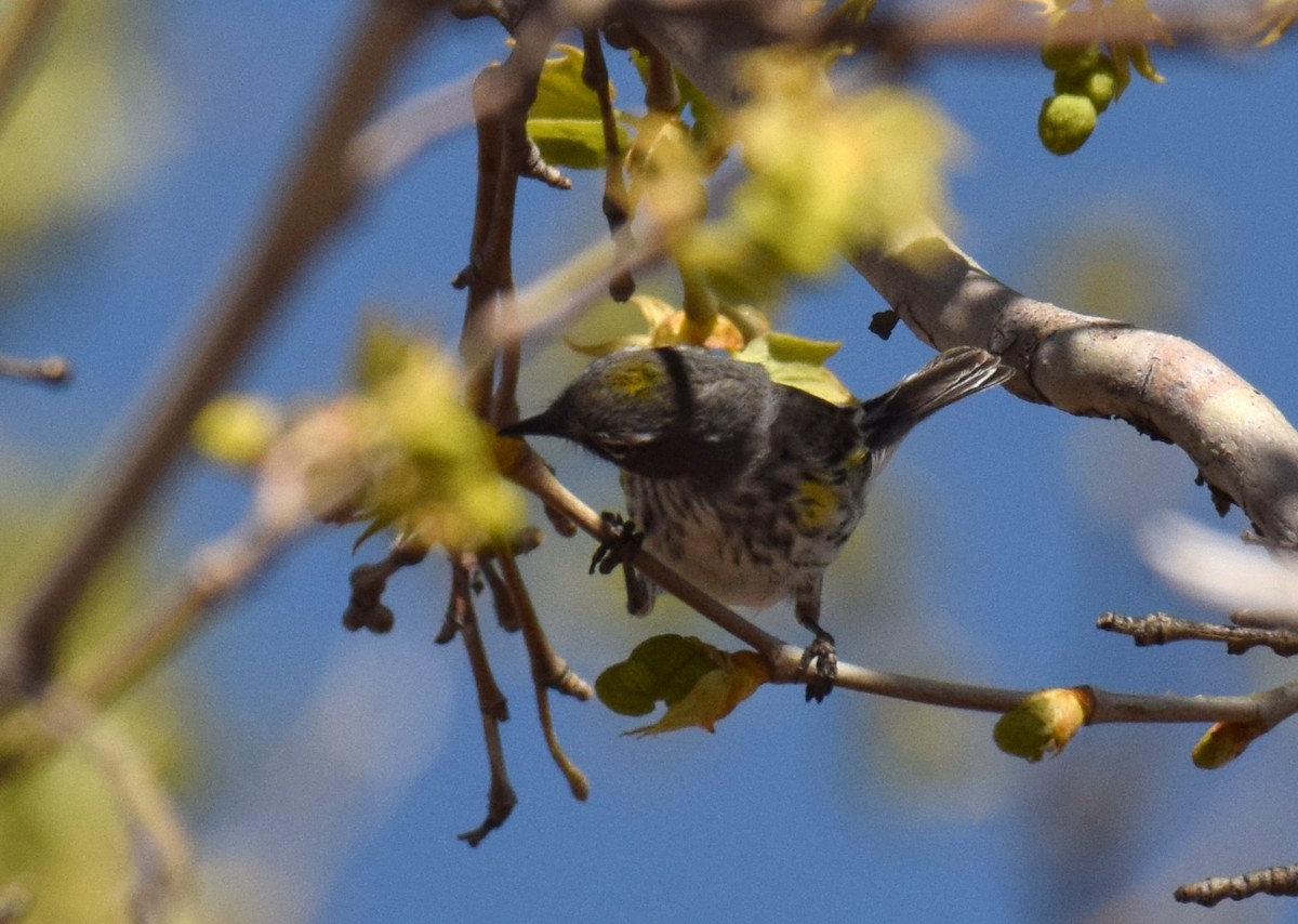 Yellow-rumped Warbler (Myrtle x Audubon's) - ML94697481