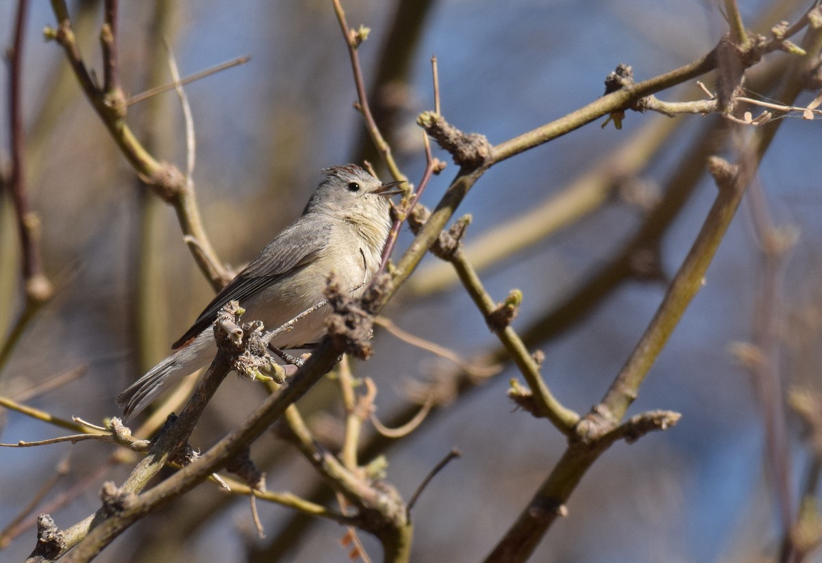 Lucy's Warbler - ML94697771