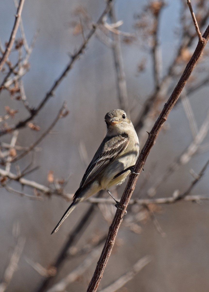 Gray Flycatcher - ML94697851