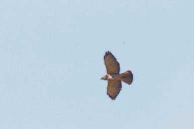 Broad-winged Hawk - Tom Baxter