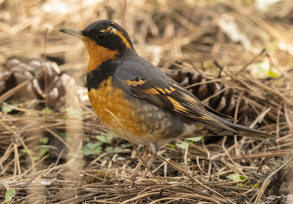 Varied Thrush - ML94703311