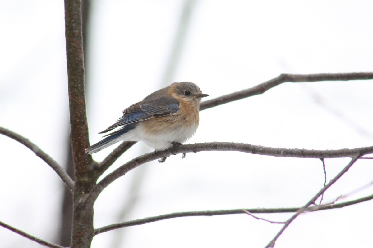 Eastern Bluebird - ML94703541