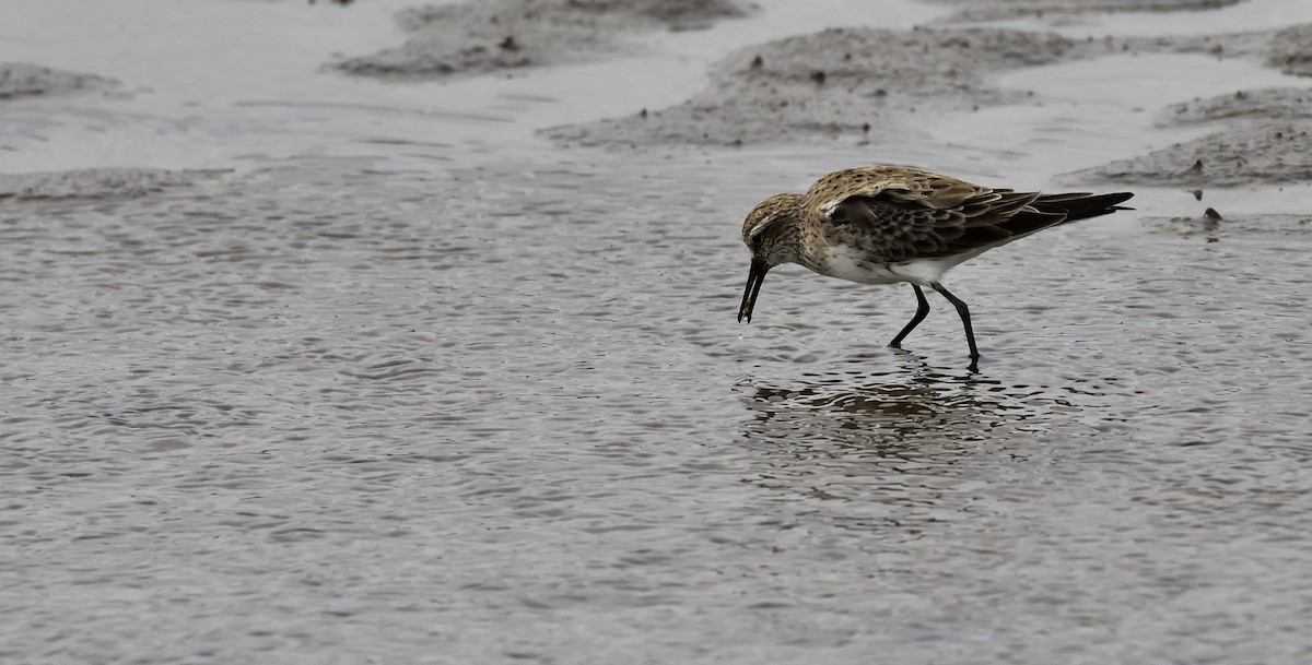 White-rumped Sandpiper - Miguel Ansenuza