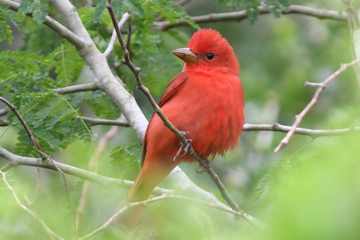 Summer Tanager - ML94709091