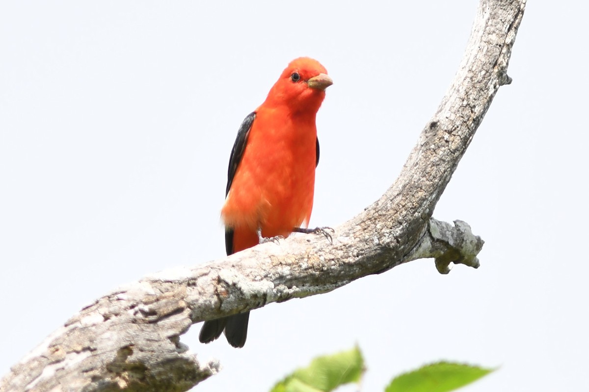 Scarlet Tanager - ML94710281