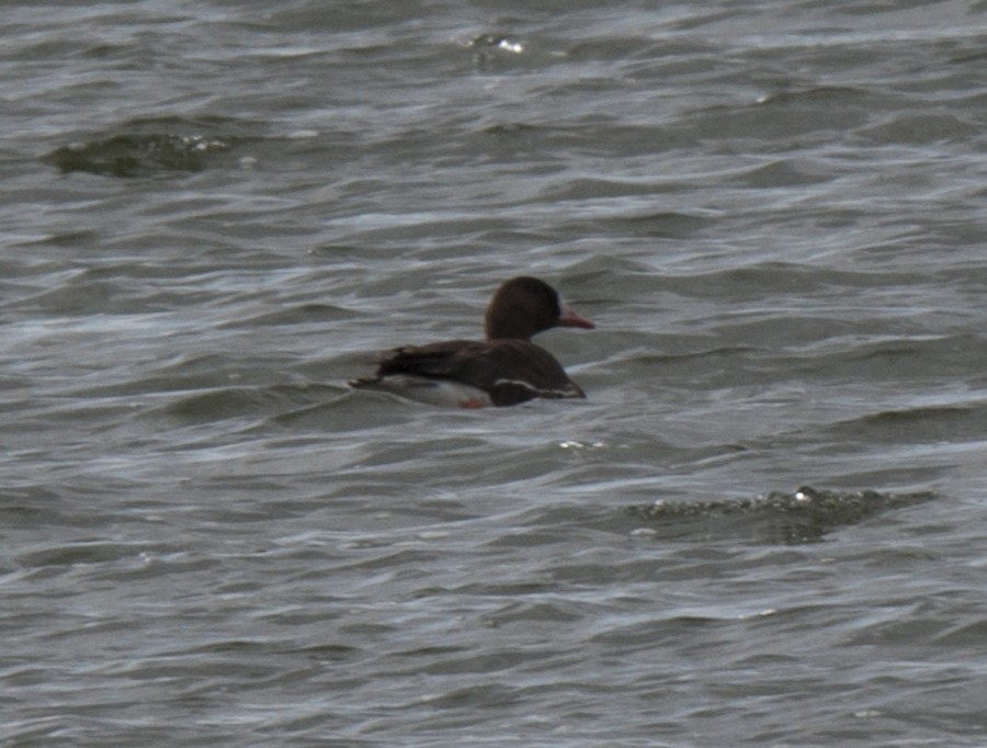 Greater White-fronted Goose - ML94710761