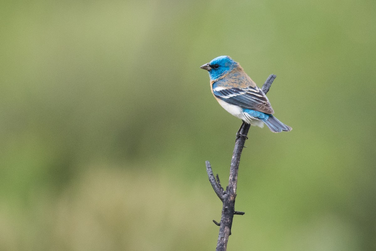 Lazuli Bunting - ML94710941