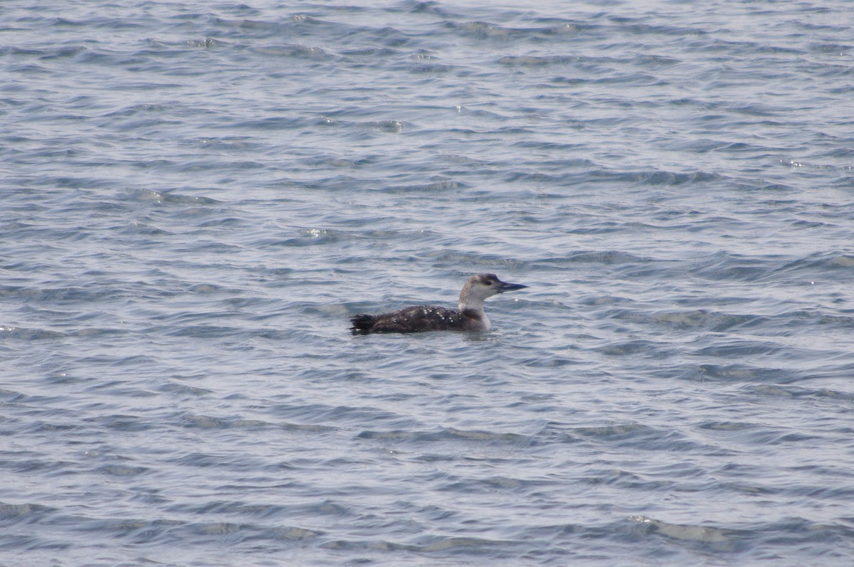 Common Loon - ML94710991