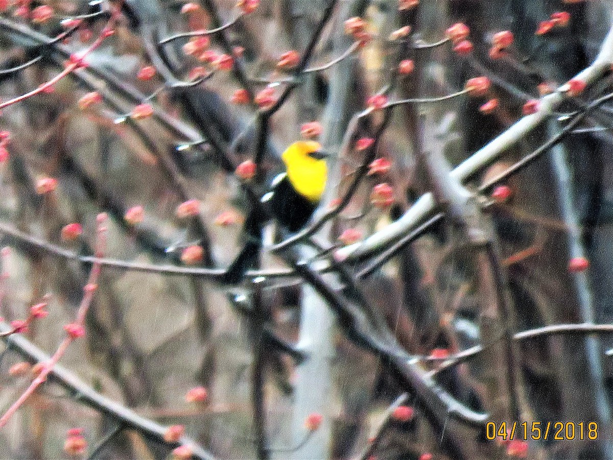 Yellow-headed Blackbird - dave chase