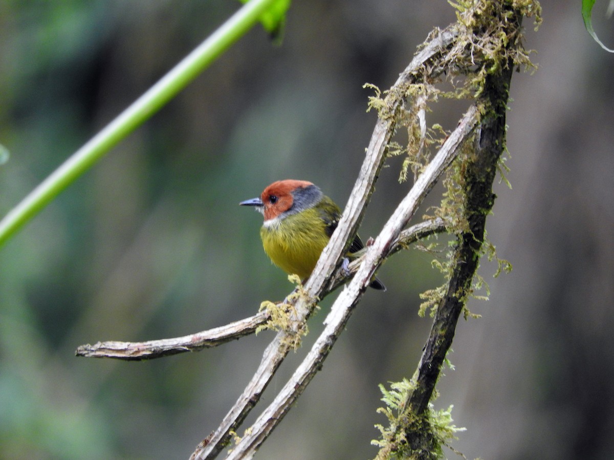 Johnson's Tody-Flycatcher - ML94712841