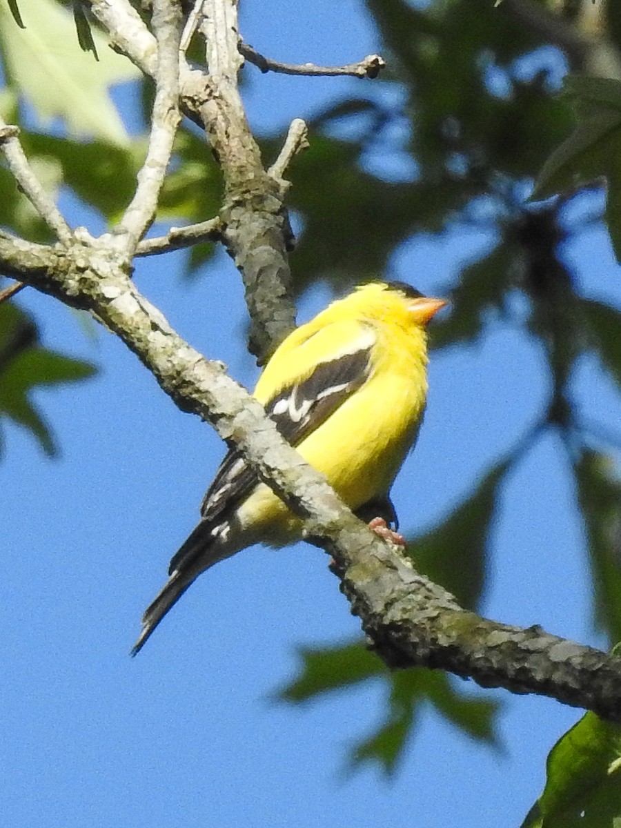 American Goldfinch - Michele  Mclindon