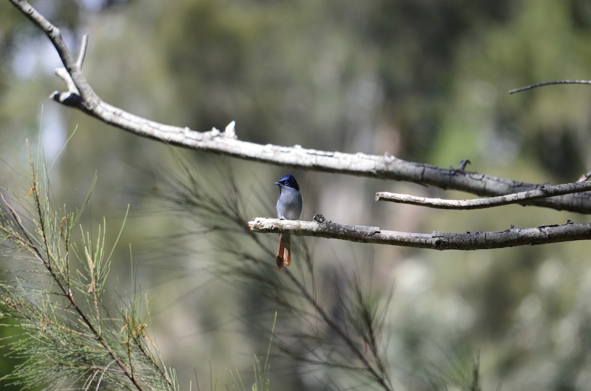 Mascarene Paradise-Flycatcher - Theys Radmann