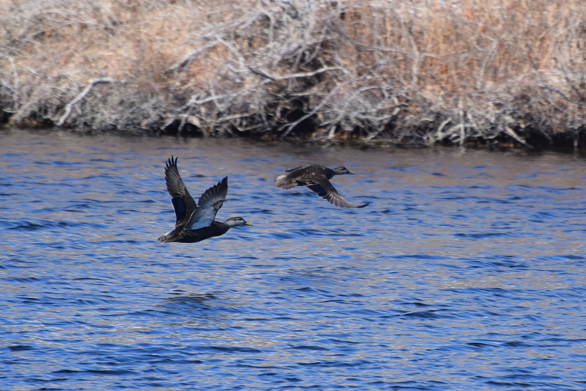 American Black Duck - ML94713771