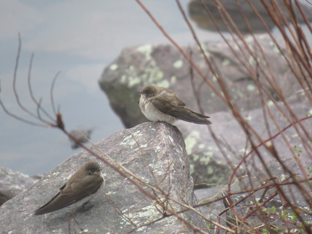 Northern Rough-winged Swallow - ML94713911