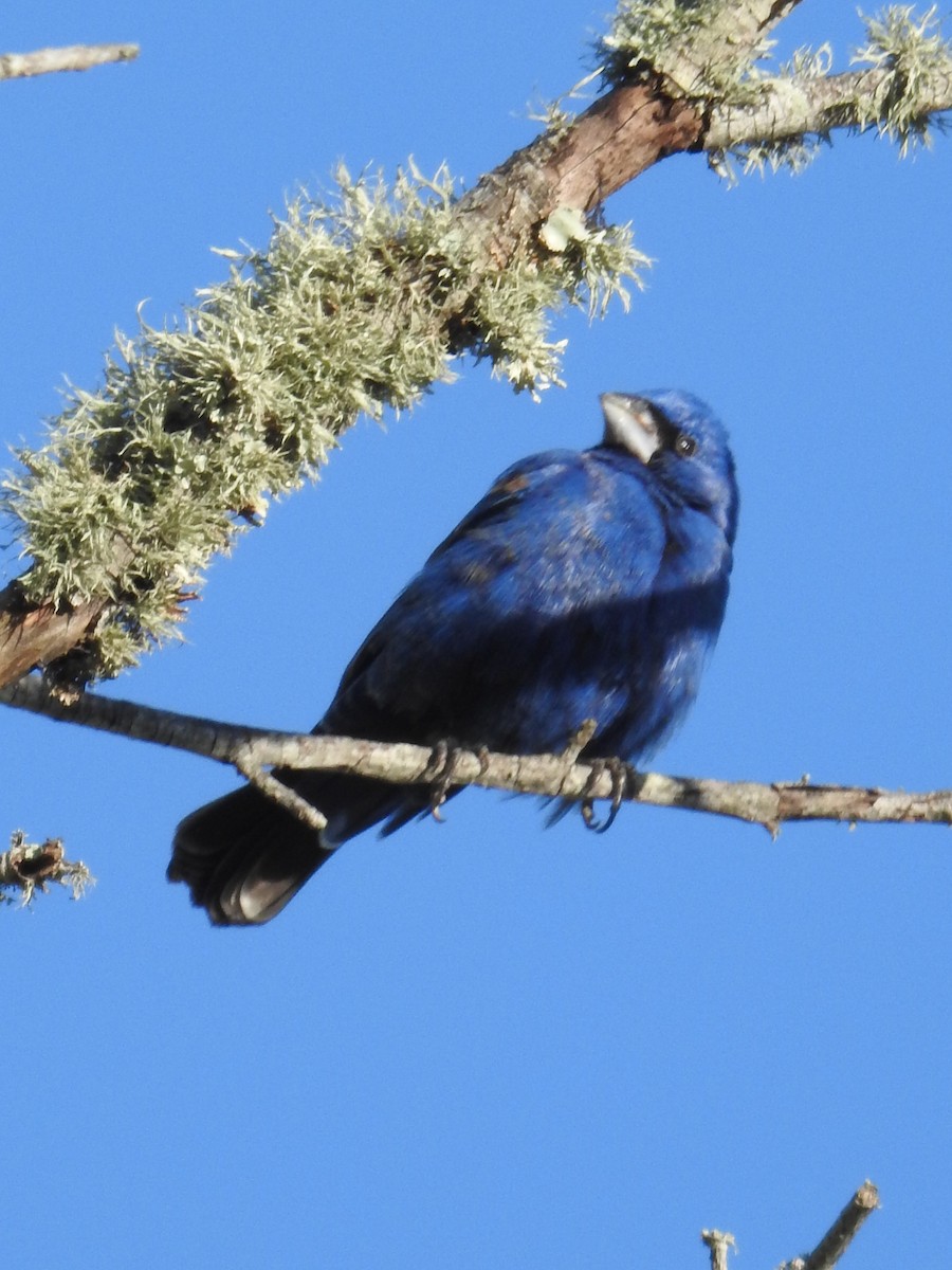 Guiraca bleu - ML94713981