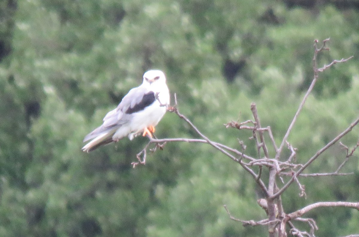 White-tailed Kite - ML94713991