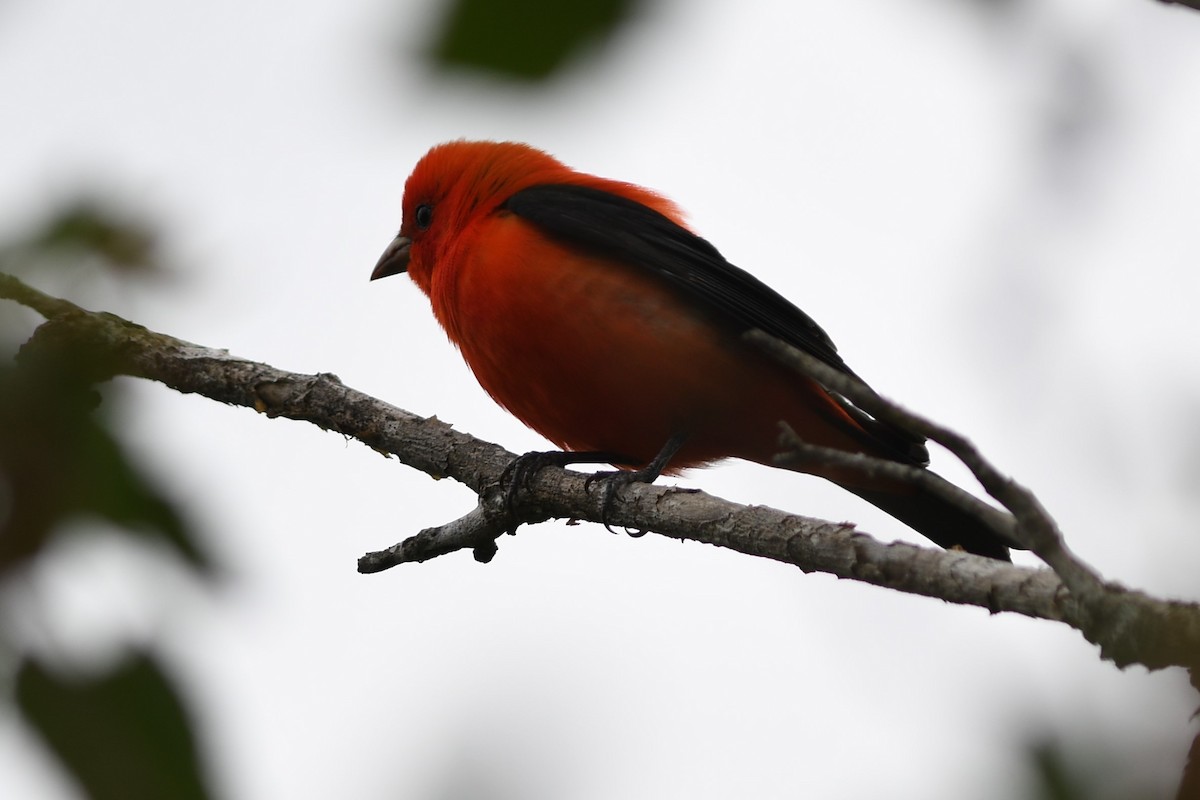 Scarlet Tanager - ML94714241