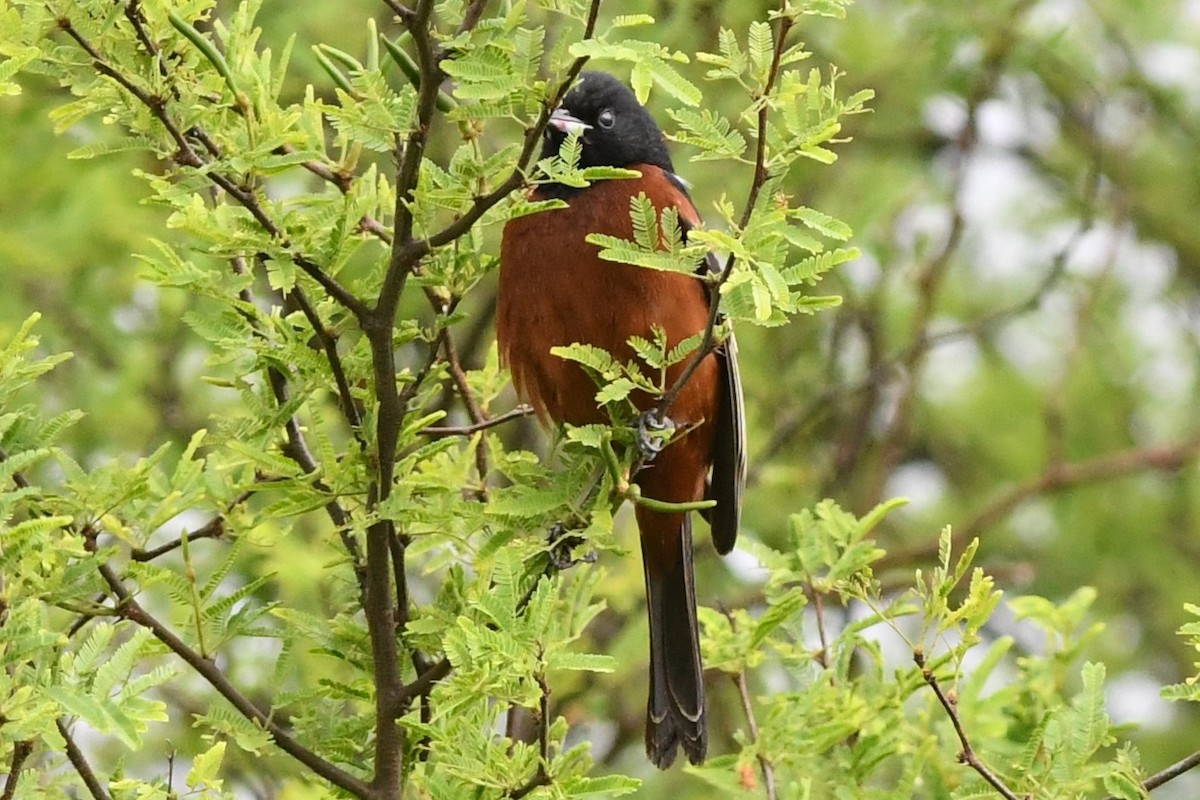 Turpial Castaño - ML94714711