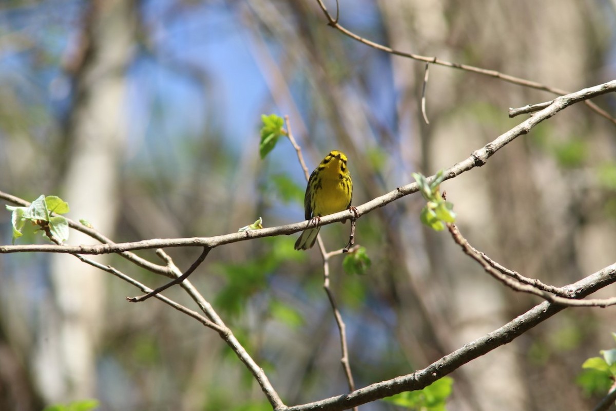 Paruline des prés - ML94715111