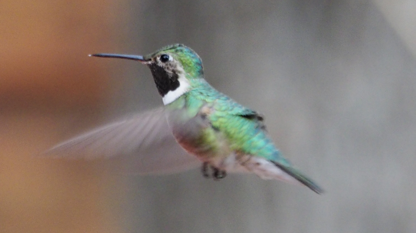 Colibri à queue large - ML94715601