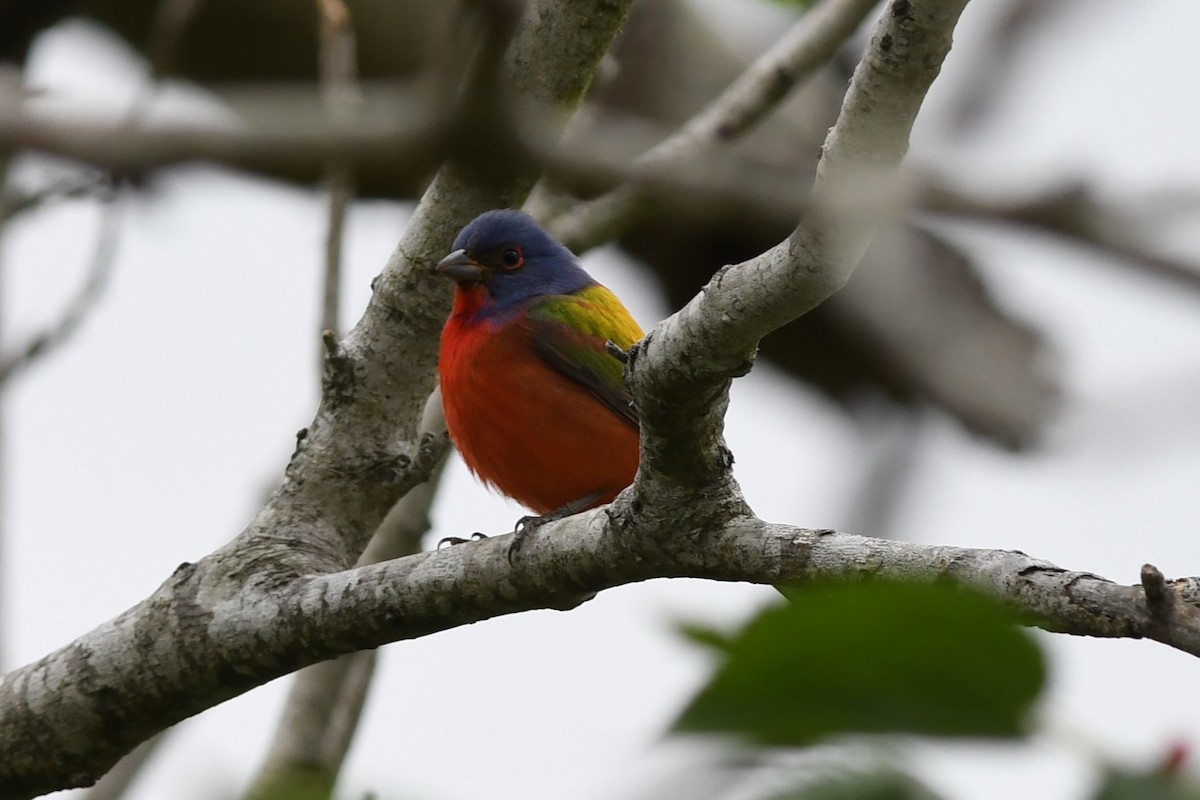 Painted Bunting - ML94715621