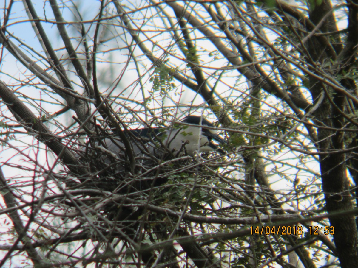 Black-crowned Night Heron - ML94717341