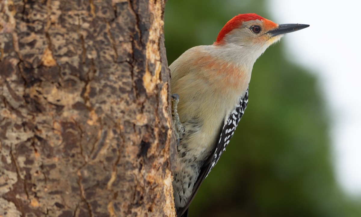 Red-bellied Woodpecker - Brad Heath