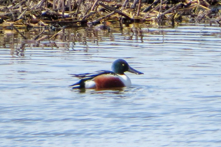 Northern Shoveler - ML94719061