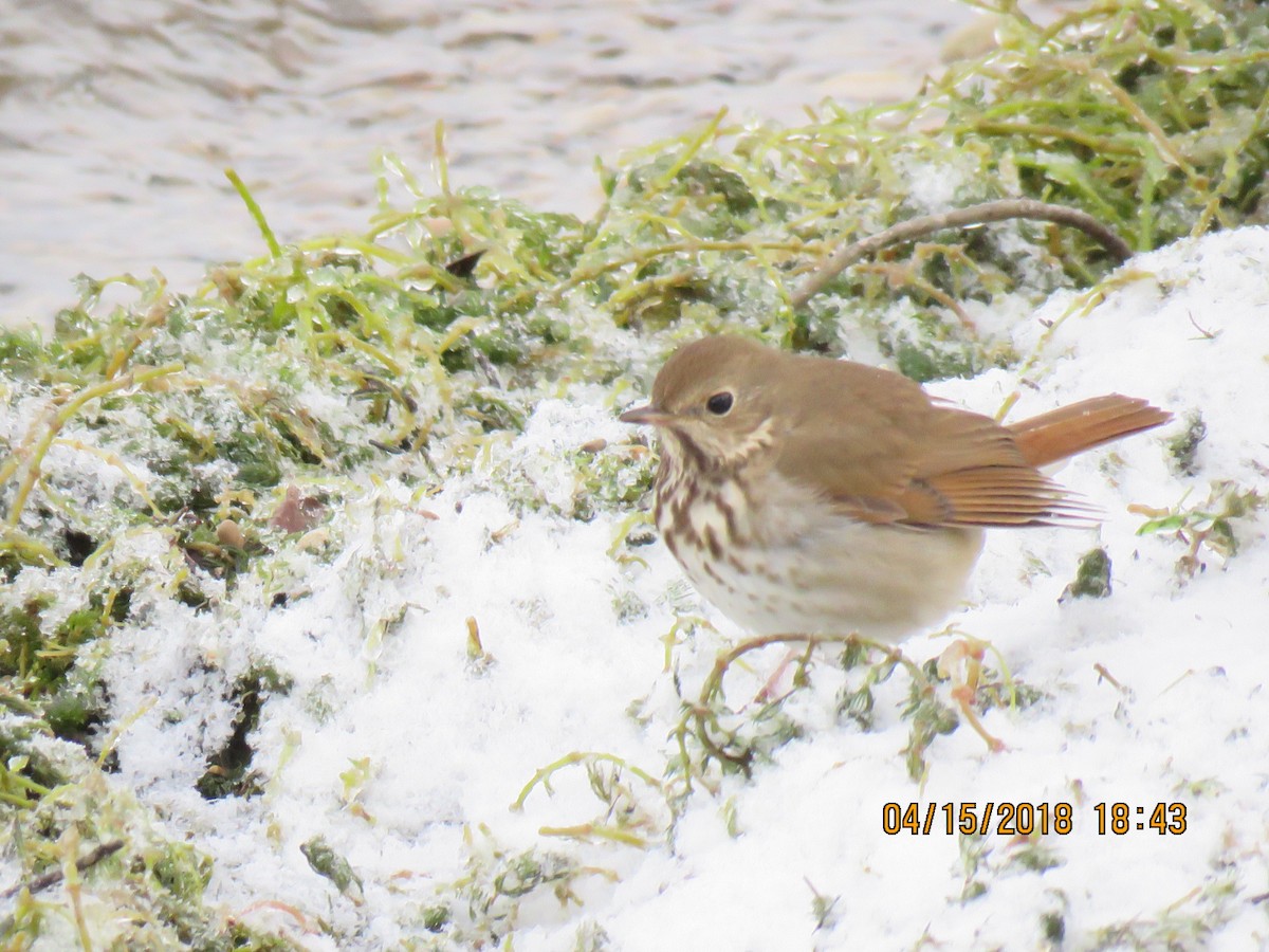 Hermit Thrush - ML94723071