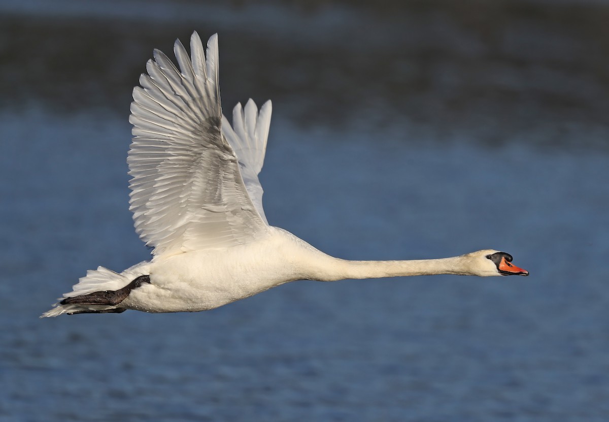 Mute Swan - Matt Davis