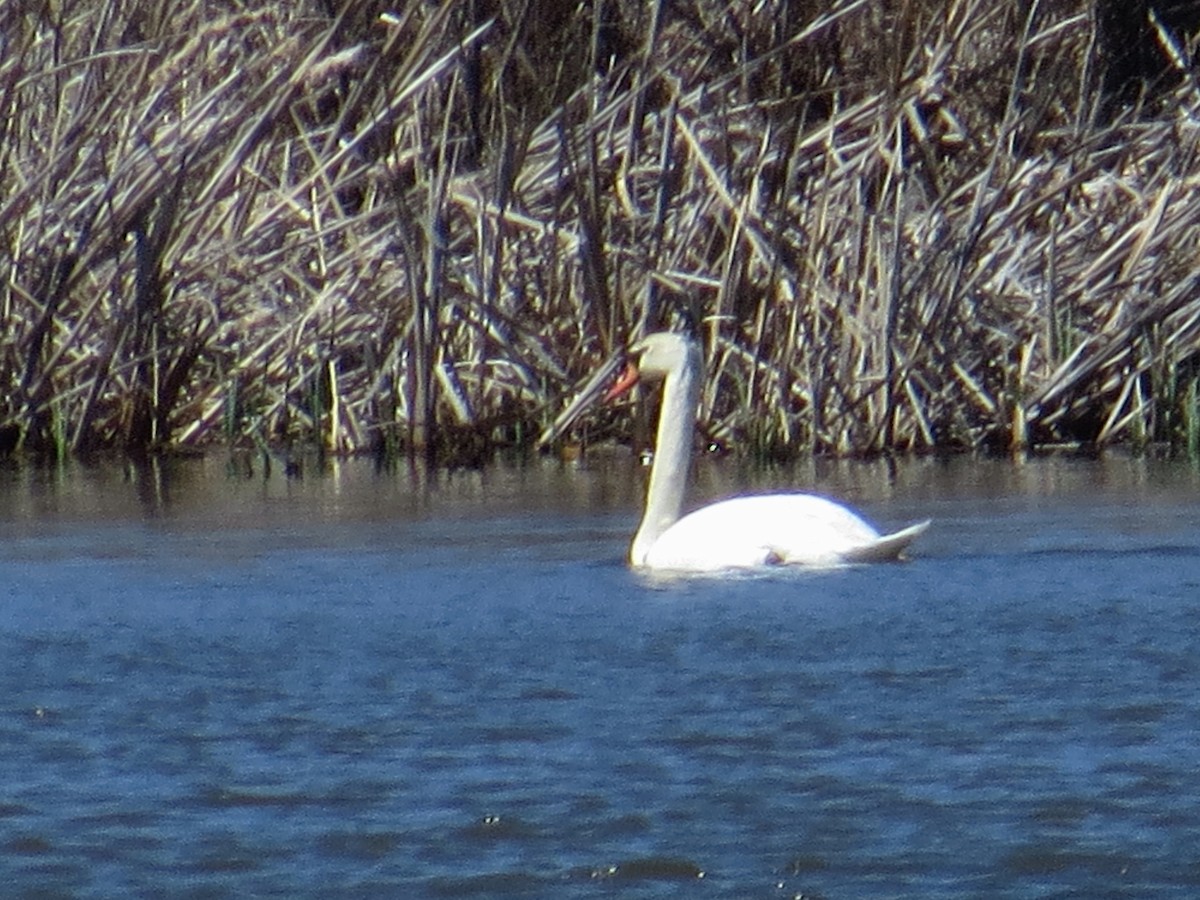 Mute Swan - ML94724391