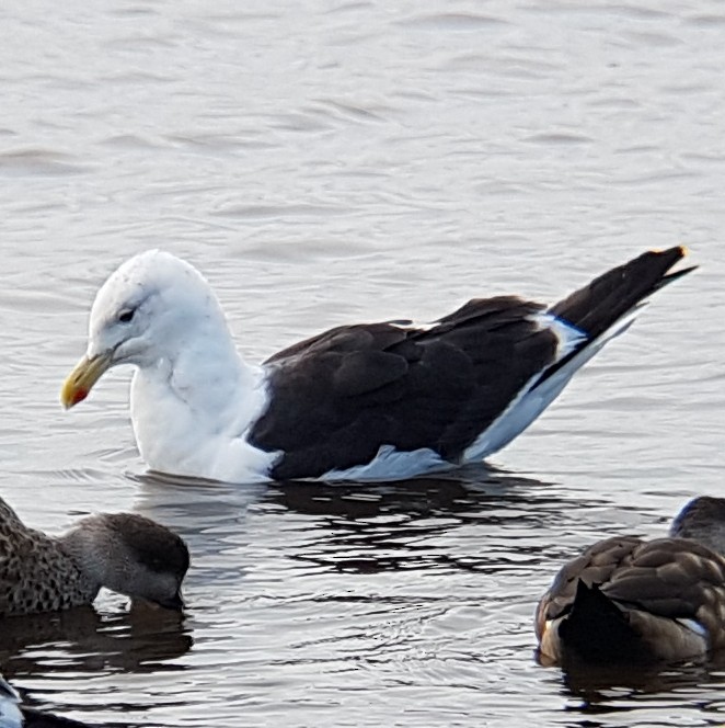 Kelp Gull - ML94727001