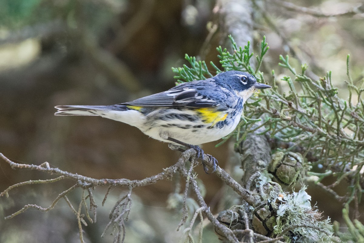 Yellow-rumped Warbler - Mark Schulist