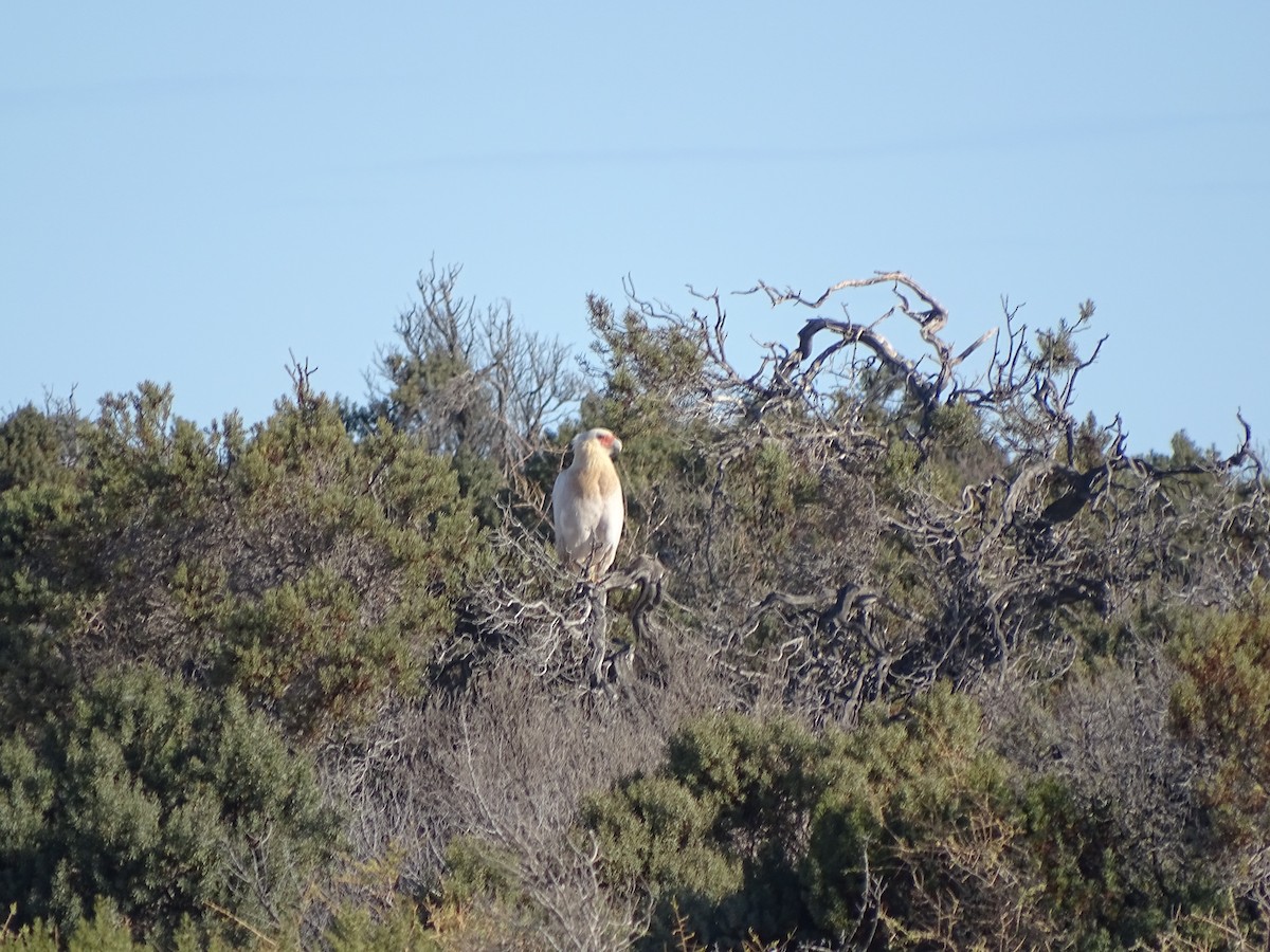 Crested Caracara (Southern) - ML94732121